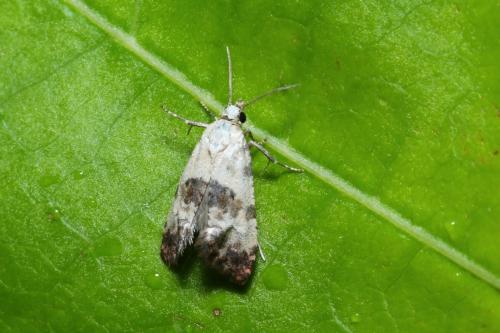 Réf. 309 671 : Cochylis posterana